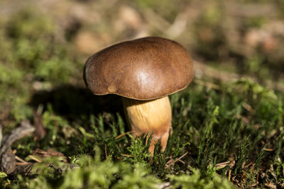 Close-up of mushroom growing on field