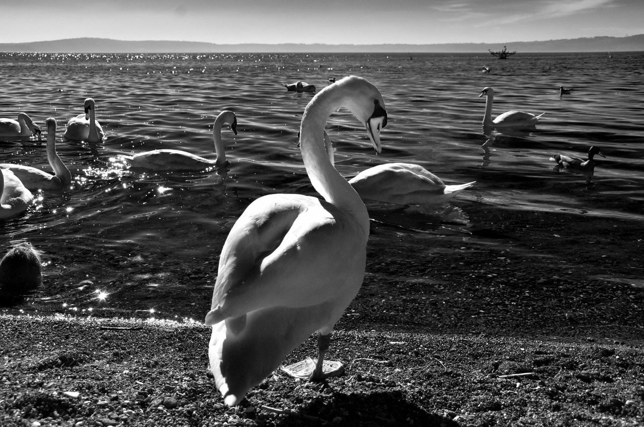 water, bird, animal themes, animals in the wild, wildlife, swan, sea, lake, beach, nature, beauty in nature, tranquil scene, tranquility, shore, lakeshore, scenics, rippled, swimming, outdoors, water bird