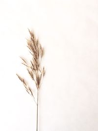 Close-up of stalks against the sky