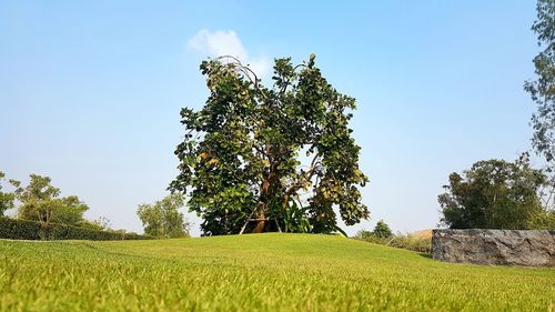 Trees growing on field against sky