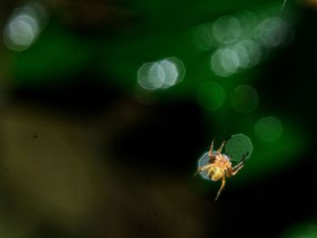Close-up of insect on leaf