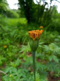 Close-up of orange flower on land