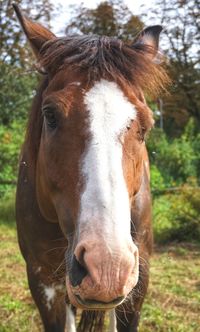 Close-up portrait of horse in field