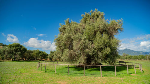 Trees on field against blue sky