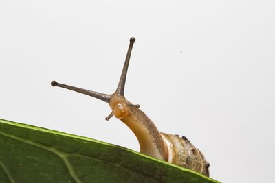 Close-up of snail