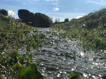 Close-up of fresh plants in water against sky