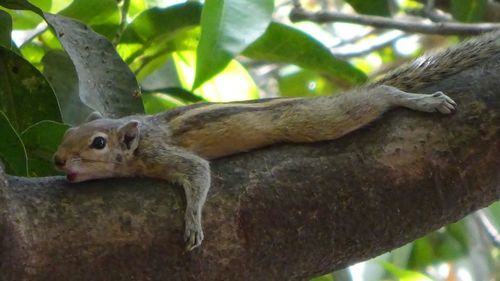 Close-up of lizard on tree