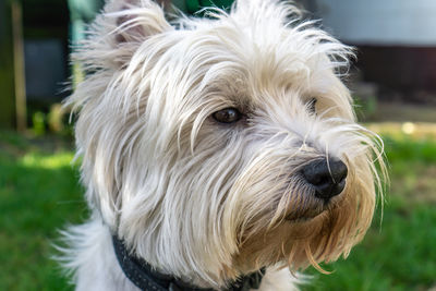 Close-up portrait of a dog