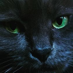 Close-up portrait of cat