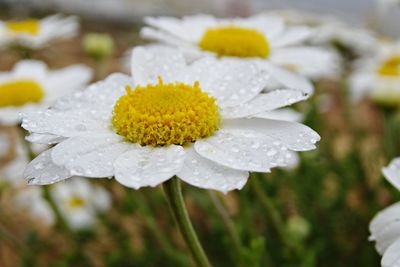 Close-up of wet white flower