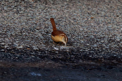 Side view of a bird on land