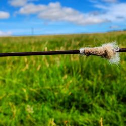 Close-up of grass against sky