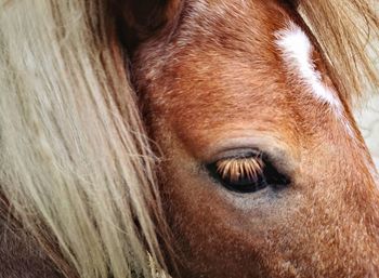 Close-up of a horse eye