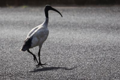 Close-up of bird walking