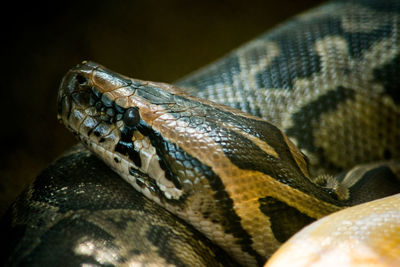 Close-up of snake