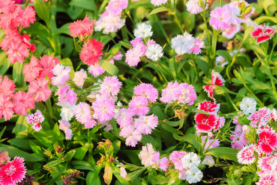 Close-up of pink flowers blooming outdoors