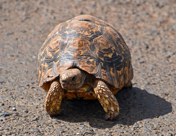 Close-up of tortoise