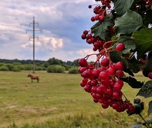 Red berries growing on field against sky
