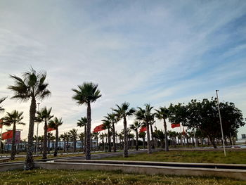 Palm trees on field against sky