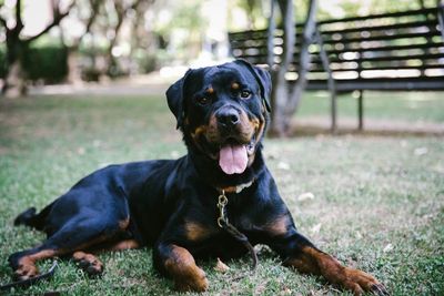 Portrait of black dog lying on grass