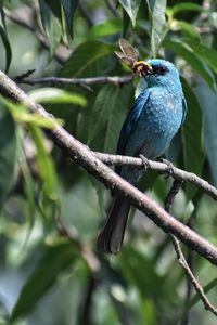 Bird perching on a branch