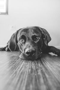 Close-up portrait of a dog at home