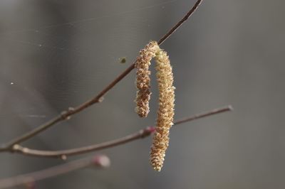 Close-up of plant on twig