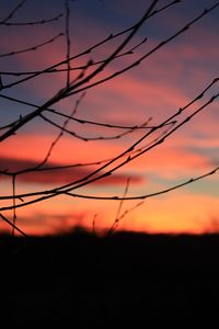 Close-up of silhouette tree against romantic sky at sunset