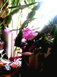 Close-up of pink flowers