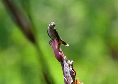 Hummingbird perching on plant