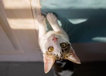 Close-up portrait of a cat