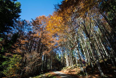 Low angle view of trees in forest against sky during autumn