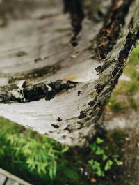 Close-up of tree trunk