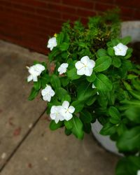 High angle view of white flowering plant