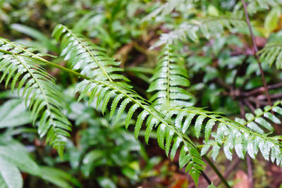 Close-up of fern leaves