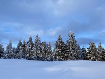Pine trees on snow covered land against sky