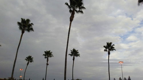 Low angle view of palm trees against sky