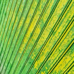 Full frame shot of palm leaves