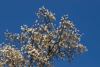 Low angle view of cherry blossom tree against blue sky