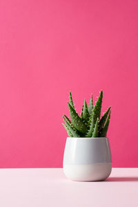 Close-up of potted plant against red background