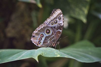 Close-up of butterfly on plant