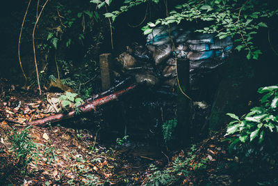 Plants growing in forest
