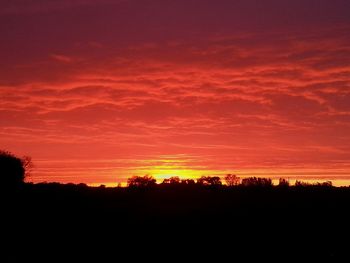 Silhouette of trees at sunset