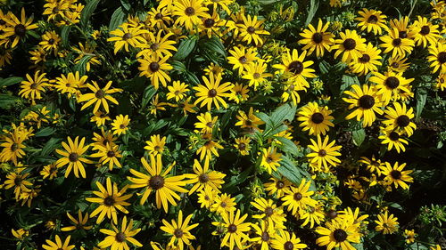 Close-up of yellow flowers blooming in field