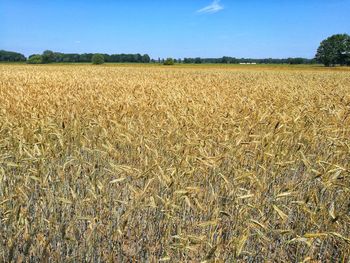 Scenic view of wheat field against sky