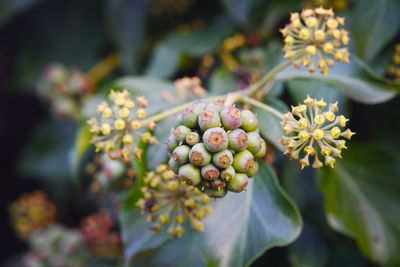 Close-up of berries on plant