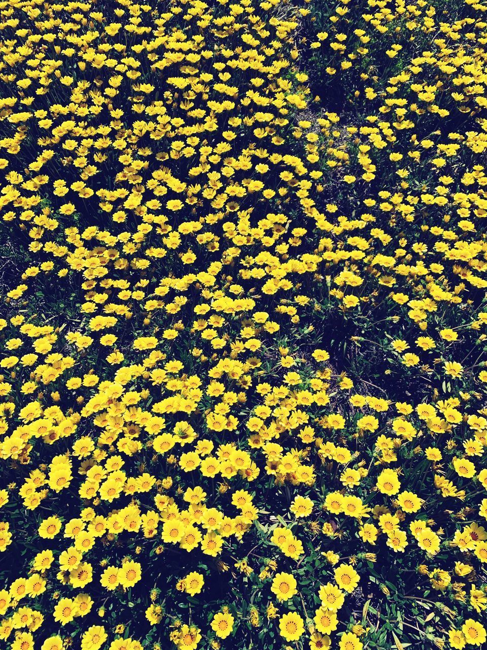 HIGH ANGLE VIEW OF FLOWERING PLANTS AND YELLOW FLOWERS ON LAND