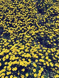 Full frame shot of yellow flowering plants