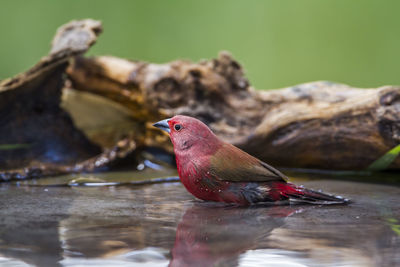 Close-up of bird perching on wood