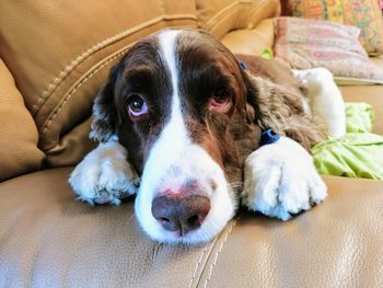 Portrait of dog resting on bed